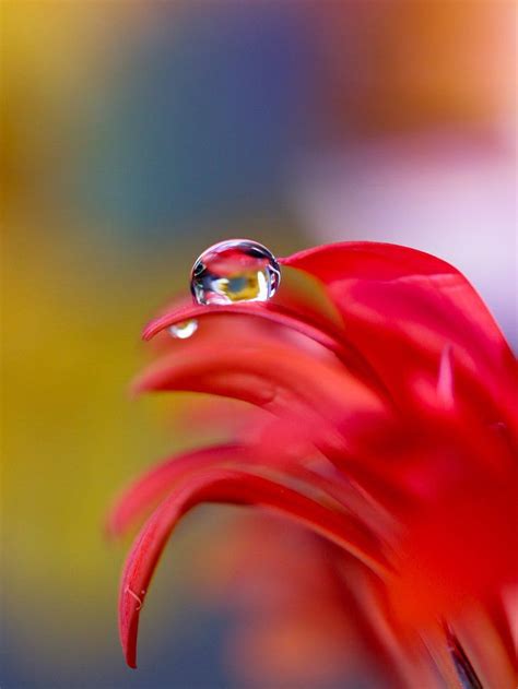 By Justacapharnaum On Deviantart Beautiful Rose Flowers Water