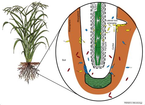 Properties Of Bacterial Endophytes And Their Proposed Role In Plant