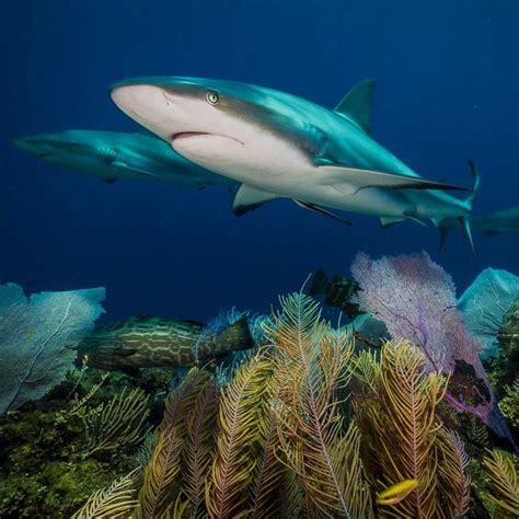 Caribbean Reef Sharks Glide Across A Coral Reef In Cubas Gardens Of