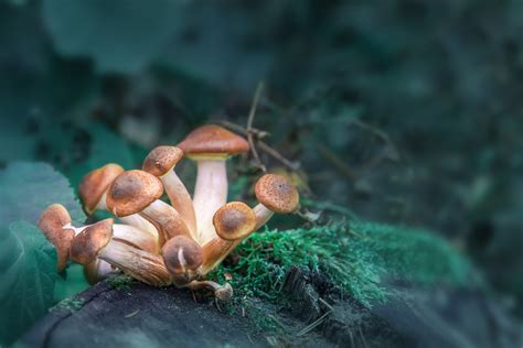 Magic Mushrooms A Natural Healing Therapy Cbd Notice