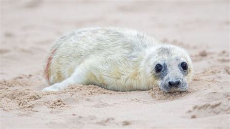 Seals Selfie Takers On Norfolk Beaches Urged To Stay Away Bbc News
