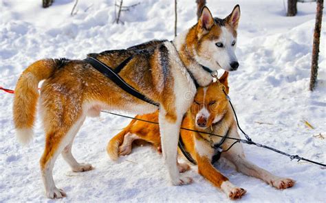Husky Dogs In Sledge In Lapland Finland Reflex Stock Photo Image Of