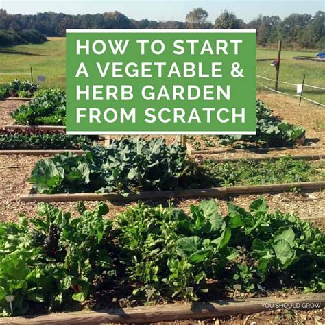 Learn more about how to attract these night time visitors to your garden. How To Start A Vegetable And Herb Garden From Scratch ...