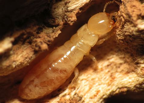 Certain Female Termites Decide They Dont Need No Stinkin Males To
