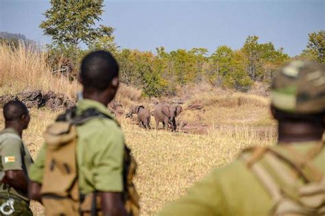 Wildlife Poachers In Kenya Could Face The Death Penalty Focusing On