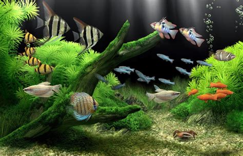 Dream Aquarium 127 Screensaver เปลี่ยนภาพพักหน้าจอ ~ Isoftwaredd แหล่ง