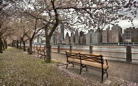 River Gums Beach Waterfront Us Roosevelt Island City Ny New