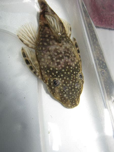 Pleco Bloated With Possible Ammonia Burn Help Tropical Fish Keeping