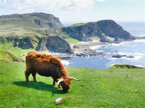 Where To Find Highland Cows In Scotland Wilderness Scotland