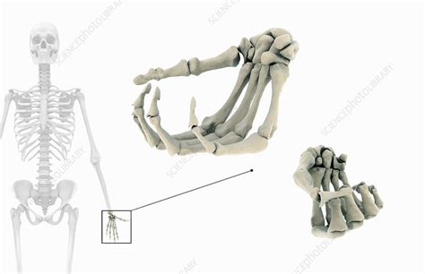 Hand Skeletal System