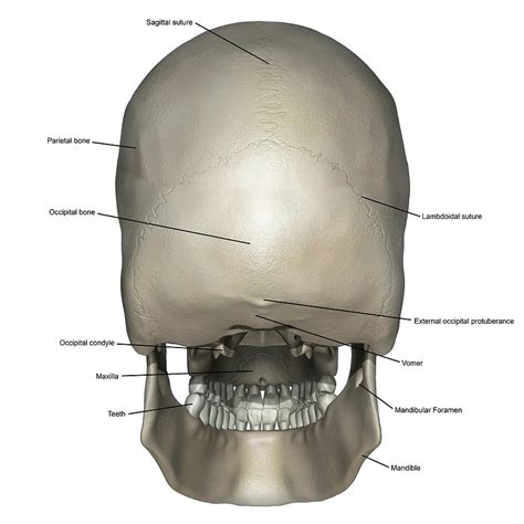Back Of Skull Anatomy Base Of The Skull Frontal Bone Ethmoid Sphenoid