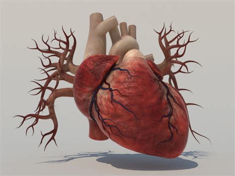 Anatomy Of Heart 3d Explore Organs And Anatomy Diagram