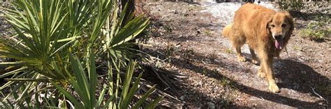 Dog Friendly Hikes In Florida Florida Hikes