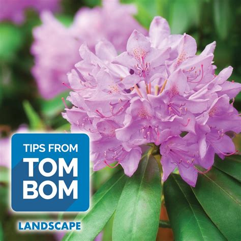 N Tomlinson Bomberger Lawn Care Landscape And Pest Control Facebook
