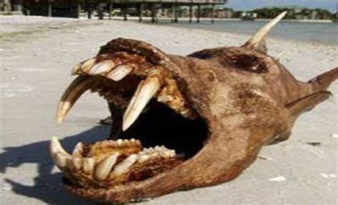 Giant Skull Of Unknown Creature Washes Ashore In San Fransisco Beach