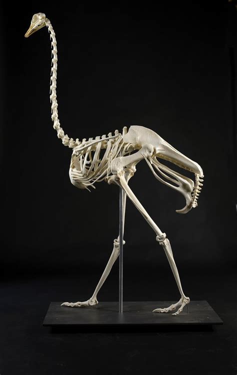 Animal Skeletons Ostrich Skeleton