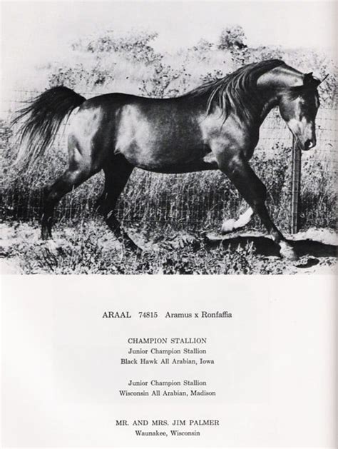 Araal Aramus X Ronraffia 1971 Grey Stallion Ahr 74815 Flickr