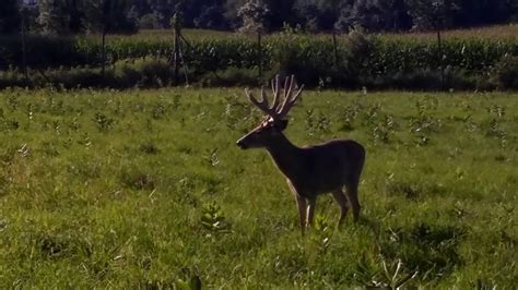 180 190 Inch Typical Whitetail Buck Youtube