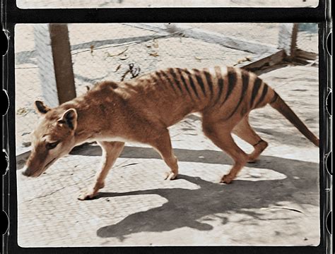Watch Footage Of Last Known Surviving Tasmanian Tiger Remastered And In