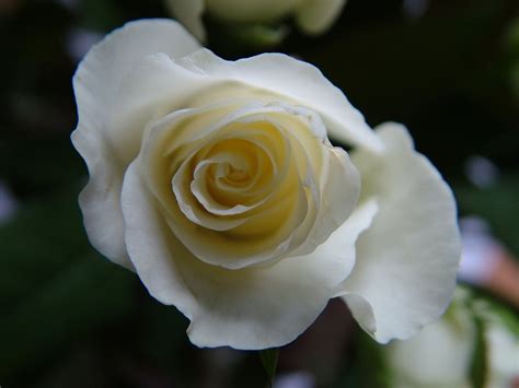 White Rose Macro Free Photo Download Freeimages