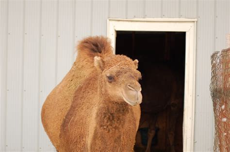 About Oshawa Zoo And Fun Farm Oshawa Zoo