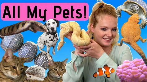 Meet All My Pets Youtube