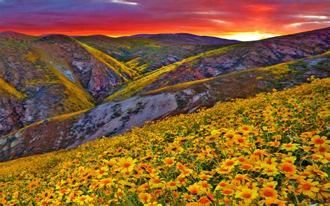 Flowers In The Mountains Hd Wallpaper Background Image 2560x1600