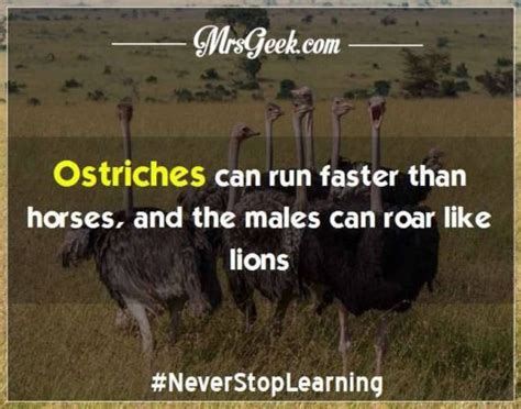 29 Incredible Animal Facts That Will Amaze You