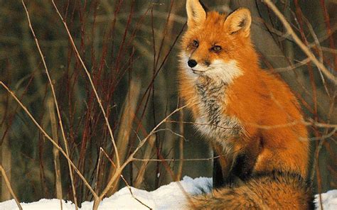 Red Fox Wallpapers - Wallpaper Cave