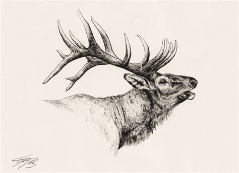 Pin By Natalie Martin On Zentangle Elk Tattoo Elk Drawing Tattoo
