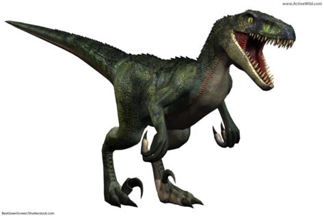 Velociraptor Facts For Kids Students And Adults With Pictures And Information