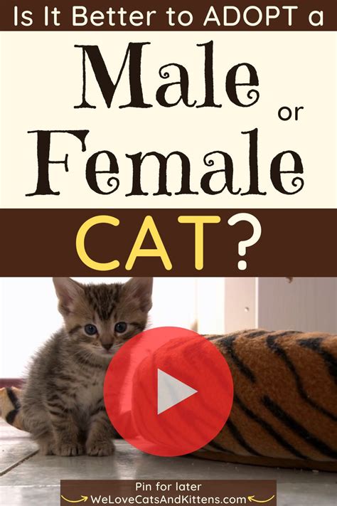 How To Tell The Gender Of A Kitten With Pictures Artofit