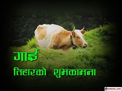 A Brown Cow Standing On Top Of A Lush Green Field
