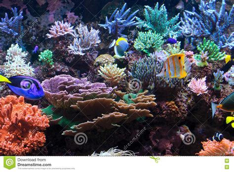 Aquarium Fishes Deep Ocean Life Stock Photo Image Of