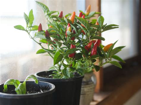 Growing Chilli Plants Indoors 16 Tips On Growing Hot Chilli Peppers
