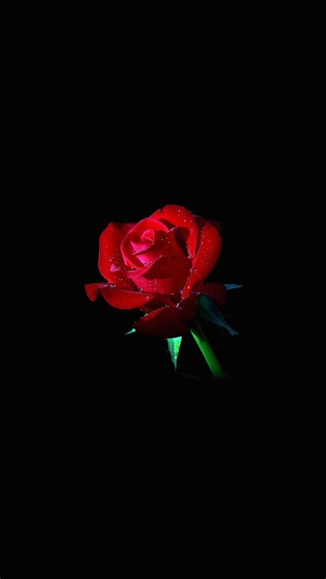 Red Rose With Black Background Hd Wallpaper