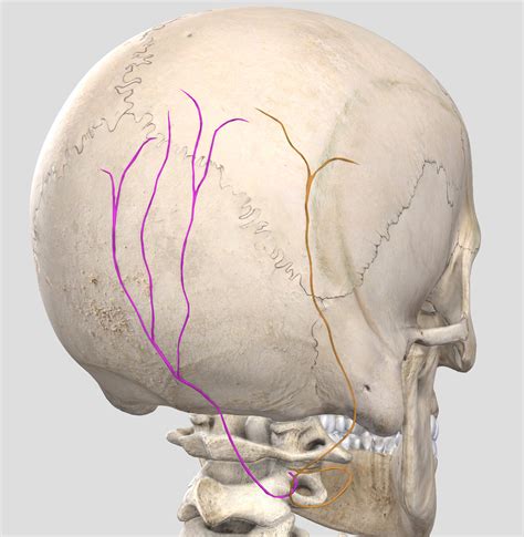 Occipital Nerve Distribution