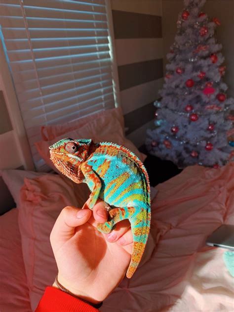 √ 5 Different Types Of Chameleons Chameleon Pet Cute Animals Cute