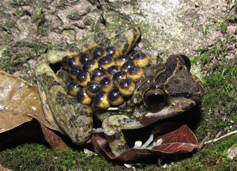 Photo Amphibian Frog Egg Backpack Frog Cryptobatrachus