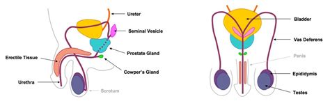 Male Reproductive System Labeled ClipArt Best