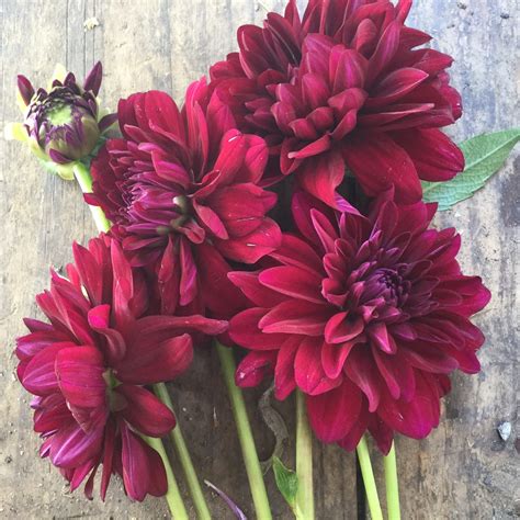 Check spelling or type a new query. Flower Farmer's Journal: Burgundy Dahlias We Grow