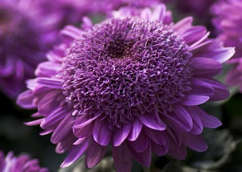This guide will show you how to get purple mums on your island in animal crossing: Purple Mum Flower | Flickr - Photo Sharing!