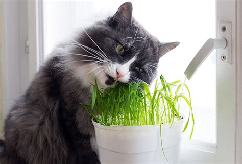 6 cat friendly plants for your garden. House Plants Safe for Cats (Cat Friendly Indoor Plants ...