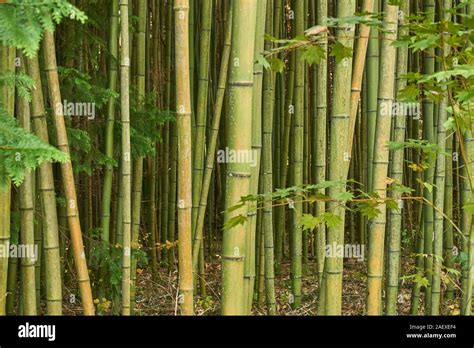 A Vibrant Green Grove Of Bamboo Phyllostachys Bambusoides Madake