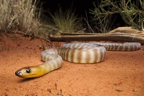 Desert Woma Python Python Snakes Reptiles