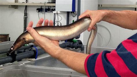 Netherlands Fisheries The Vanishing Eels Of Volendam Bbc News