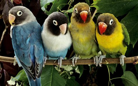 Lovely Birds Wallpapers Wallpaper Cave