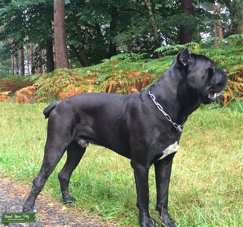 Cane Corso Stud Dog Berkshire Breed Your Dog