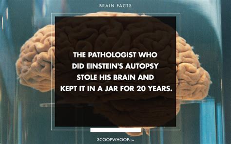 37 Fascinating Facts About The Human Brain That You Probably Had No