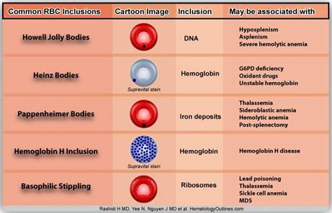 Common Rbc Inclusions Diagram Medical Laboratories